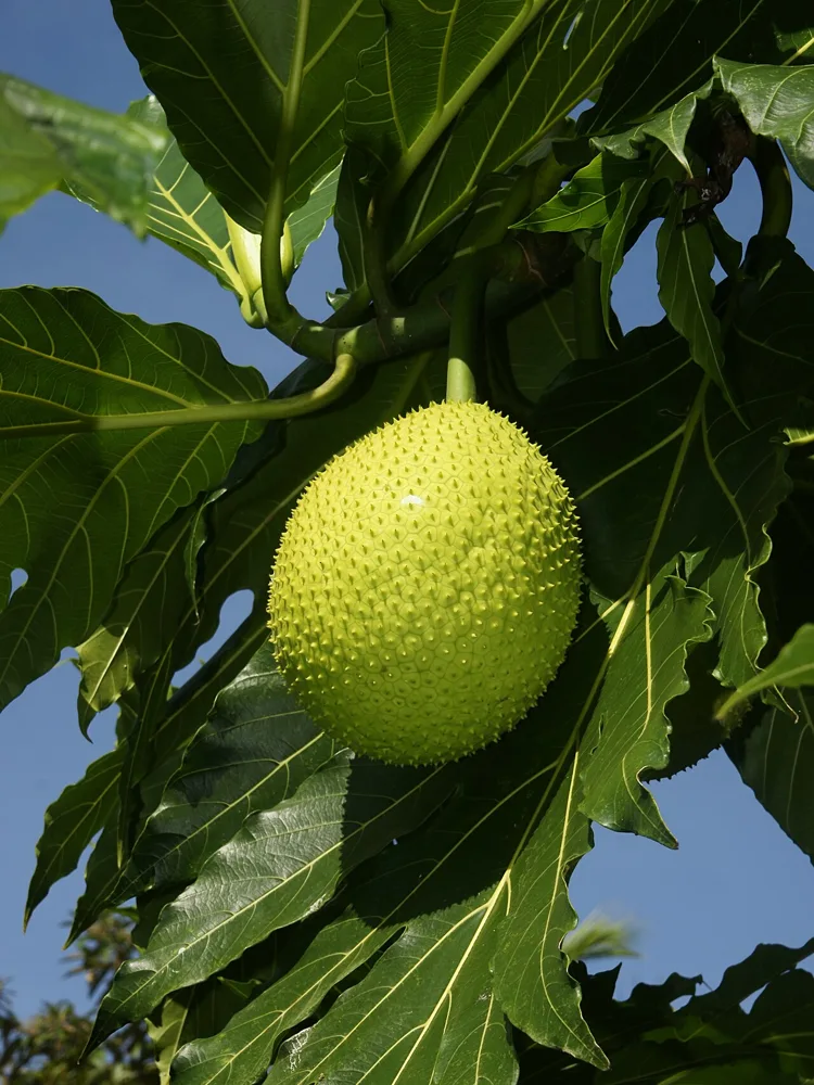 Breadfruit on a tree. The image illustrates the plant without identifying a cultivar or a community’s preparation method.