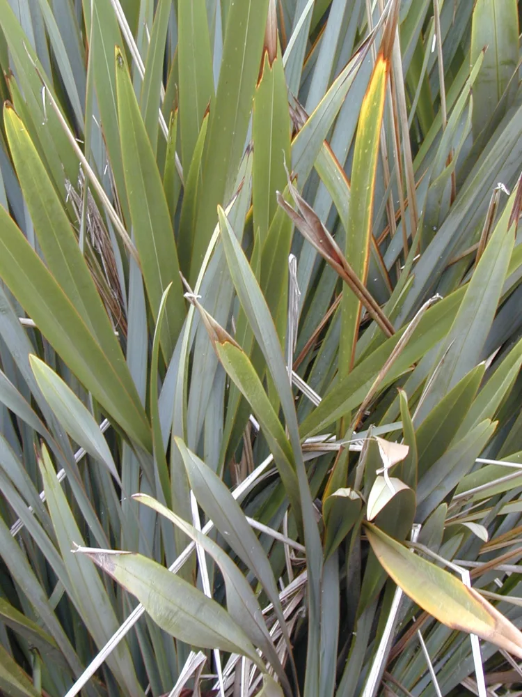 Phormium tenax foliage. A botanical illustration for discussing material; it does not show harvesting or weaving protocols.
