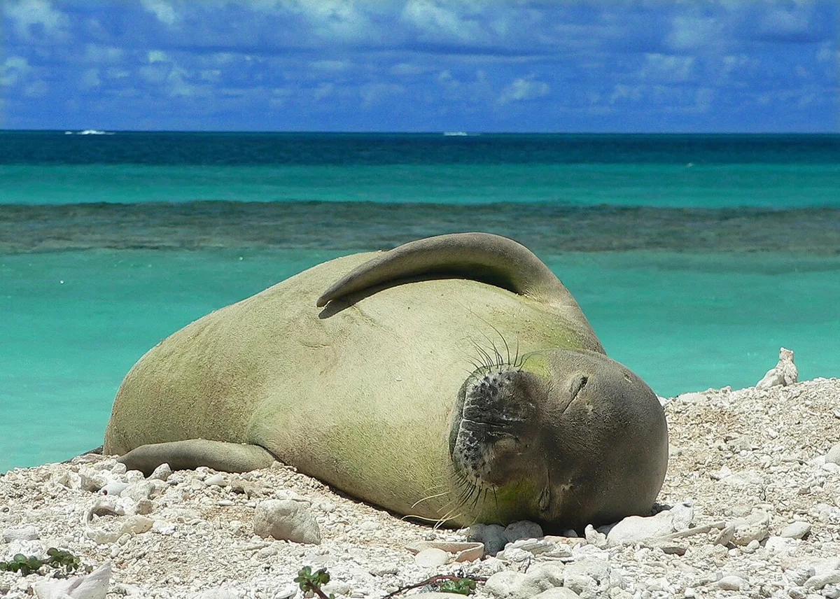 Hawaiian monk seal on East Island, French Frigate Shoals. An ecological context image, not a representation of Hawaiian spiritual knowledge.